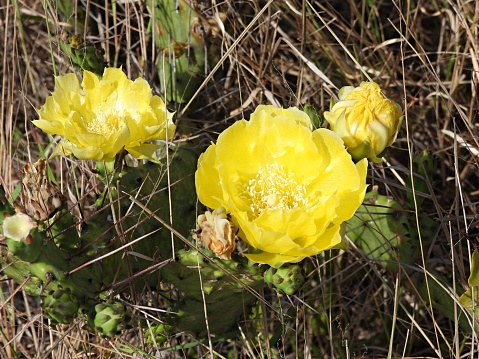Prickly Pear Cactus with a yellow flower. Known also as the Devil's-tongue or Indian fig.