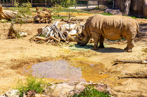 Old Rhino Eating Fresh Hay In Local Zoo