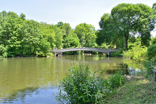 Serenity in the city: a peaceful bridge arches over calm waters in New York's Central Park, surrounded by lush greenery