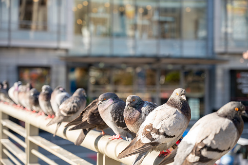 Row of pigeons on a ramp during springtime morning in San Francisco
