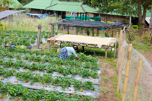 Thai farm worker woman is picking strawberries oin small field behind fence on farm in mountains in Chiang Rai province in big forest in Rom Yen province, Chiang Kham, Phayao. Behind strawberry plants raw washed coffee beans are placed on a net for drying in the sun. Woman is wearing colorful casual clothing. In background are simple wooden farmhouses.