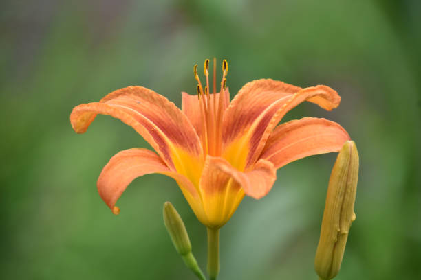 istock Beautiful Orange Daylily Budding and Flowering in the Summer 2149280493