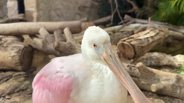 Roseate Spoonbill bird up close South America native white pink color