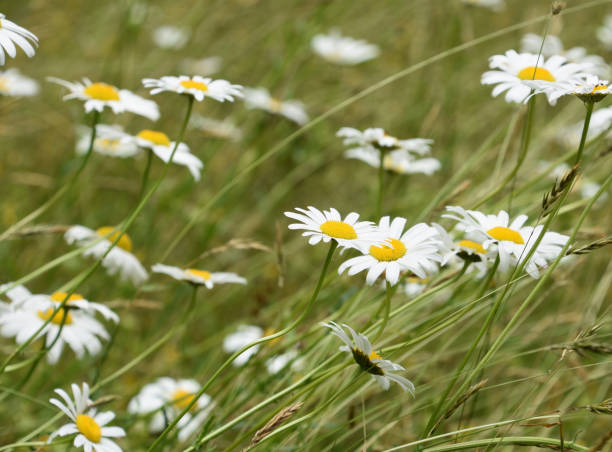 istock Field of Blooming and Flowering Wild Daisies 2149282438