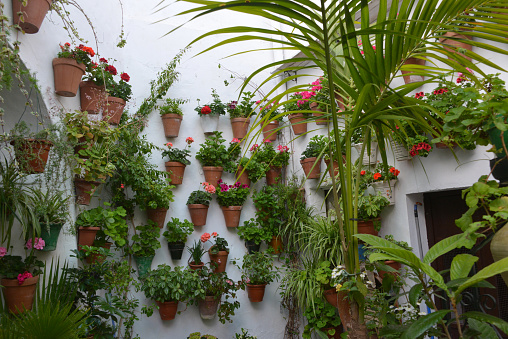 plants in flower pots on facade of residential building in Spain