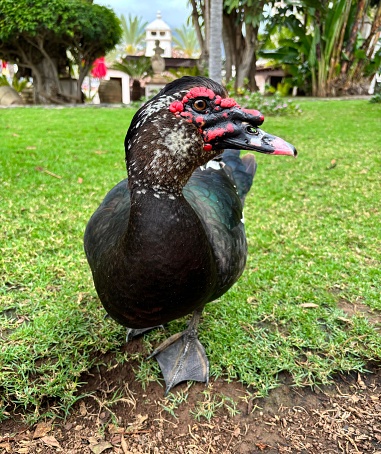 Black and white with red head Muscovy duck or Cairina moschata on green garden background in La Orotava, Tenerife, Canary Islands, Spain, no people