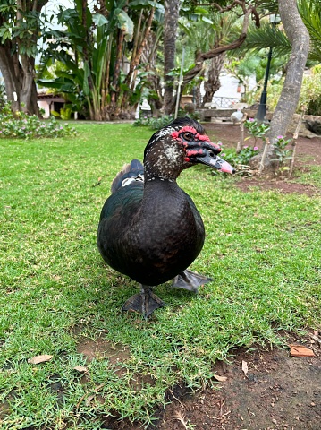Black and white with red head Muscovy duck or Cairina moschata on green garden background in La Orotava, Tenerife, Canary Islands, Spain, no people