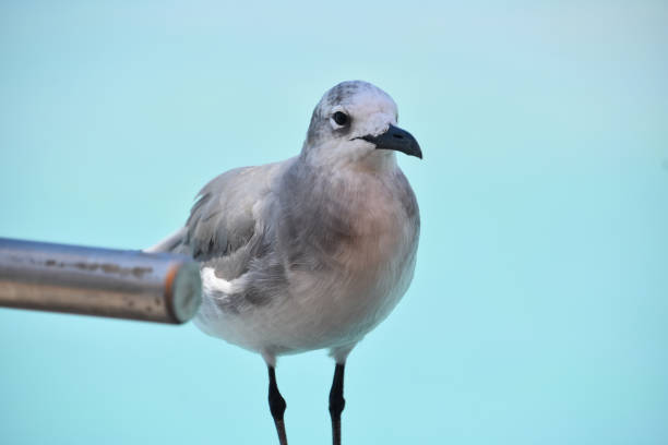 Seagull standing on a boat ledge by the tropical waters of Aruba.