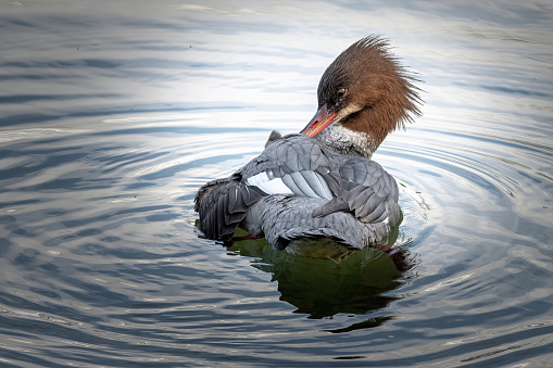 in the river this female goosander wants to look beautiful