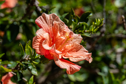 Close up of a double peach Hibiscus flower common names China Rose, Shoeblack Plant or Rose Mallow in a garden in Israel.