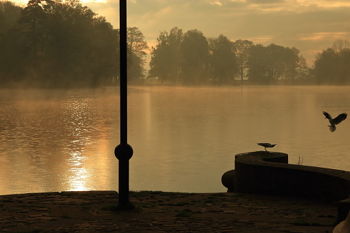 Gold rising fog over the pond in the park at sunrise, Świerklaniec