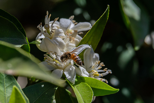 Honey bee on Orange blossom on a Spring day in Israel.