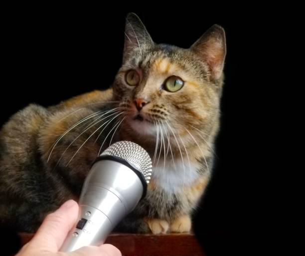 istock A Captivating Image of a Brown Tabby Cat Sitting on a Wooden Table with a Silver Microphone, Gazing Away from the Camera Against a Dramatic Black Background, Evoking a Sense of Mystery and Elegance 2149284990