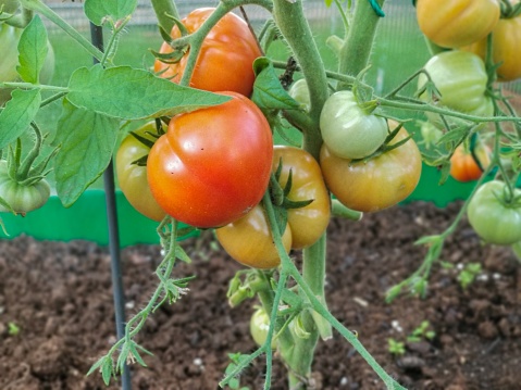 A close-up of a cluster of ripe tomatoes growing in a greenhouse. The tomatoes are of various sizes and colors, from green to red. The background is a blur of green leaves.