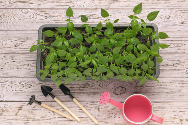 istock A large box with seedlings, a watering can and a garden tool. 2149285032