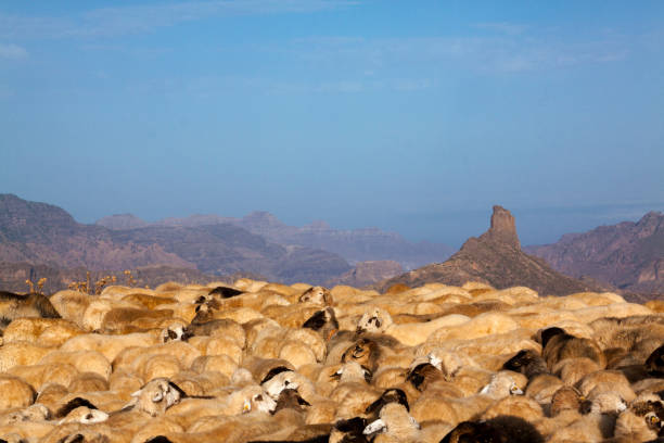 Sheep cattle in transhumance on the island of Gran Canaria, Spain
