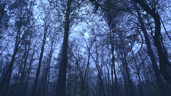 View of a dark forest with tall, leafless trees standing in the darkness, depicting an autumn park at night