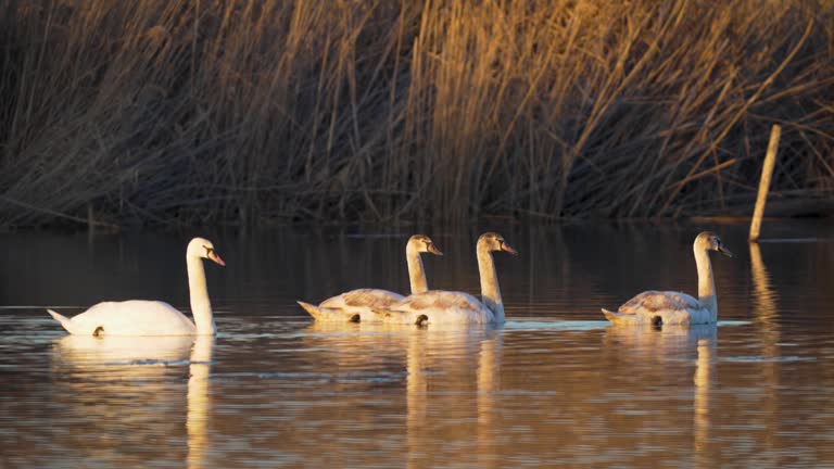 Charmingly white and brown swans swim together in beautiful water lakes. Geese move along dry reeds. Stock footage