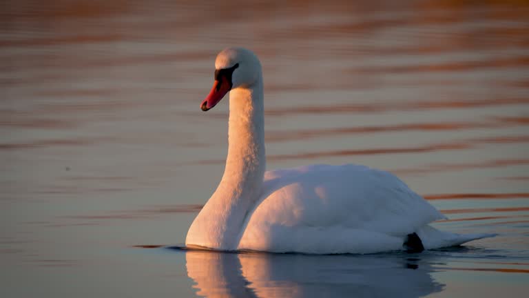 White swan on lake. Close up. Beautiful bird white orange beak on wide water
