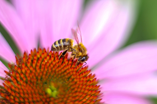 Bee on pink Echinacea purpurea flower. Collection of pollen and nectar. Close-up.