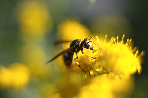 Wasp collecting pollen on yellow flower. Close-up, macro. Insect in wildlife. Soft, selective focus.