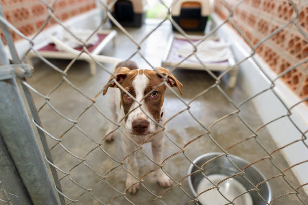 A Rescue Animal Dog Is Looking Through A Fence