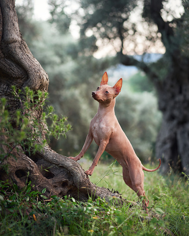 American Hairless Terrier stands attentively, ears perked in an olive orchard. The smooth-skinned dog poses with playful grace among the twisted trees