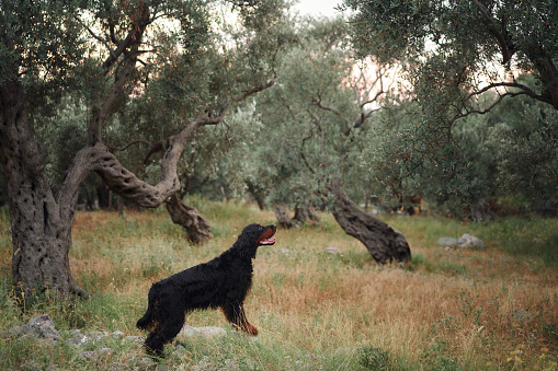 Gordon Setter roams a lush olive orchard, poised and curious. This sleek black and tan dog inspects the terrain, surrounded by ancient gnarled olive trees and soft meadow