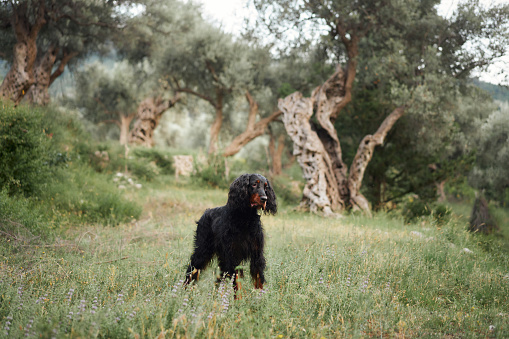 Gordon Setter roams a lush olive orchard, poised and curious. This sleek black and tan dog inspects the terrain, surrounded by ancient gnarled olive trees and soft meadow