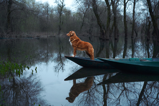 Nova Scotia Duck Tolling Retriever dog on a pier, gazing into the wilderness. In the twilight, the pet surveys the still water