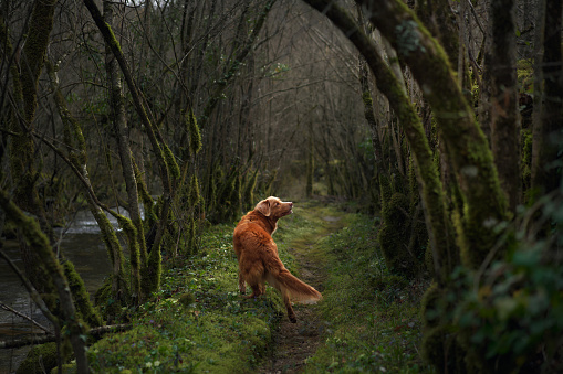 Toller on a mossy trail, senses engaged in the forest. The dog pauses attentively on the path, surrounded by the lush, moss-covered trees of woodland