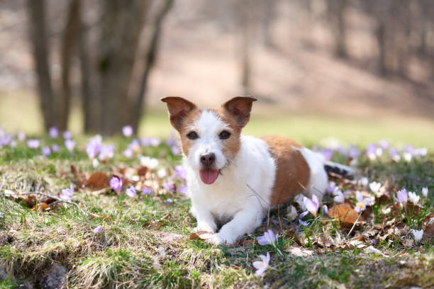 istock Jack Russell Terrier dog rests among spring blooms. 2149286673