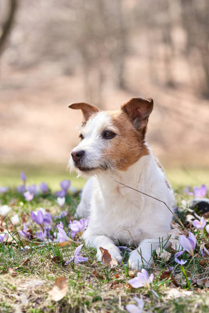 istock Jack Russell Terrier dog rests among spring blooms. 2149286690