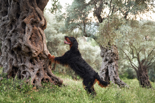 Gordon Setter interacts with an ancient olive tree, lively and inquisitive. The dog stands on hind legs, merging playfulness with the timeless grove