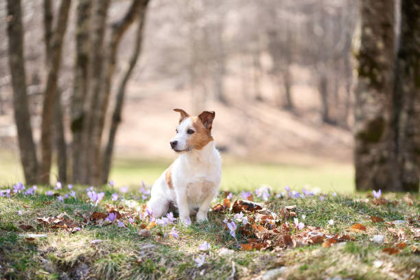 istock Jack Russell Terrier dog rests among spring blooms. 2149286703