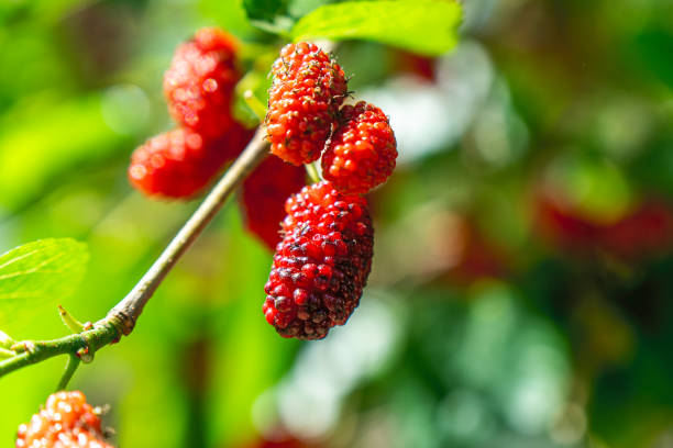istock colorful blooming black mulberries on the tree 2149286790