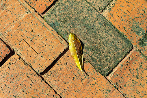 Minimalist picture of a green leaf on a red brick ground.