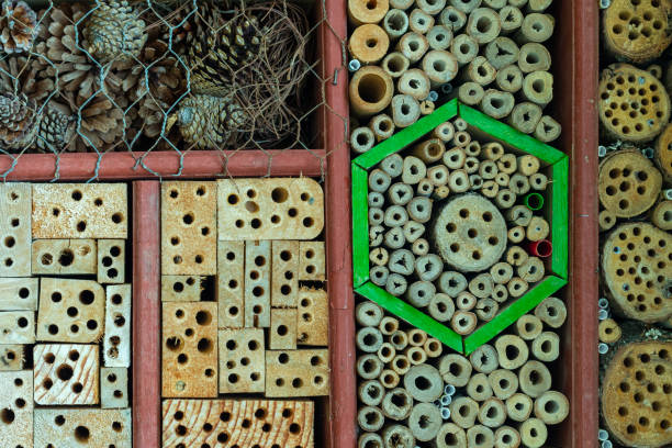 istock Close-up of an insect hotel. 2149287187