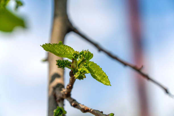 colorful blooming black mulberries on the tree