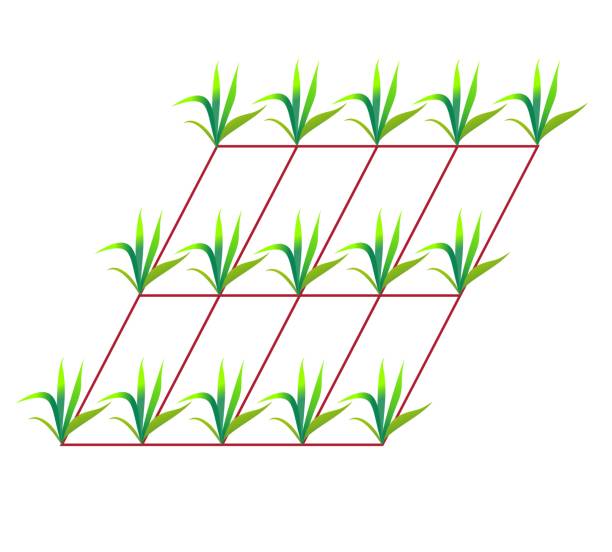 Planting beds by the square method Planting beds by the square method agrostis stock illustrations