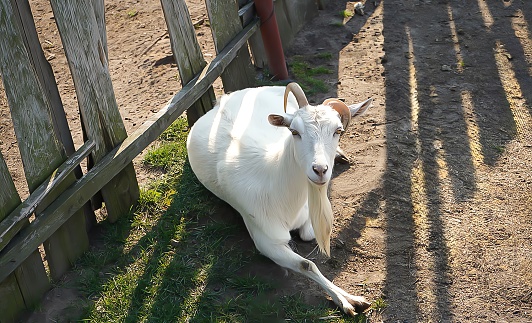 white goat lying and sunbathing