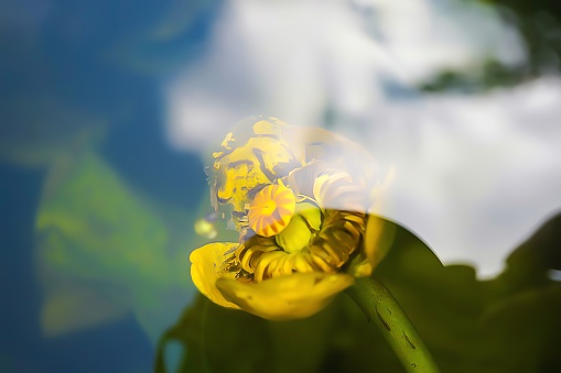 yellow water lily under water macro photo