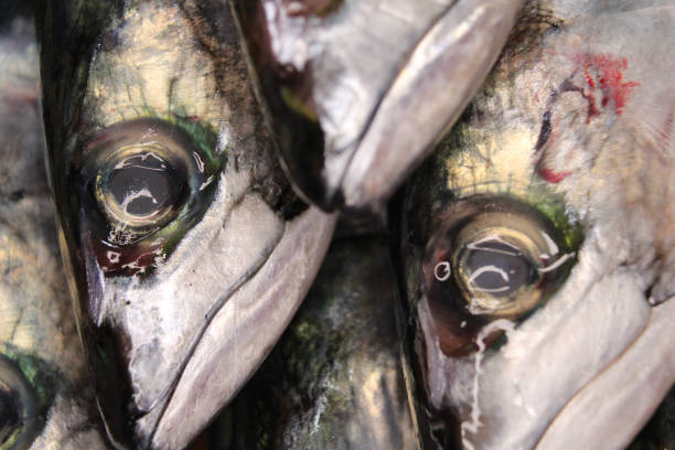 istock Fresh mackerel fish close up at the market 2149288252