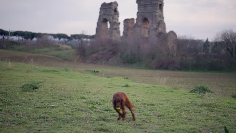 Happy dog runs around in park, Roman aqueducts in background