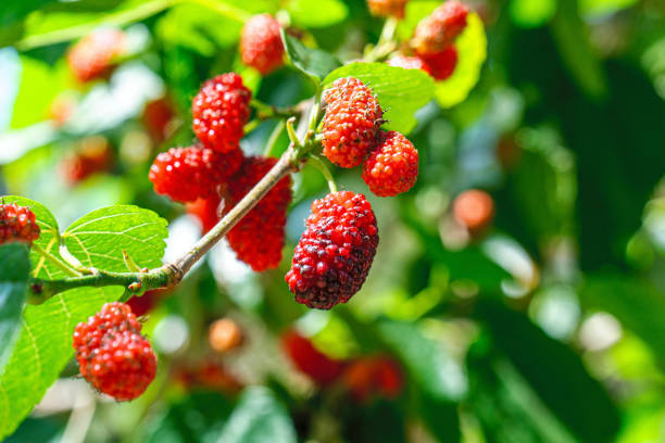 colorful blooming black mulberries on the tree