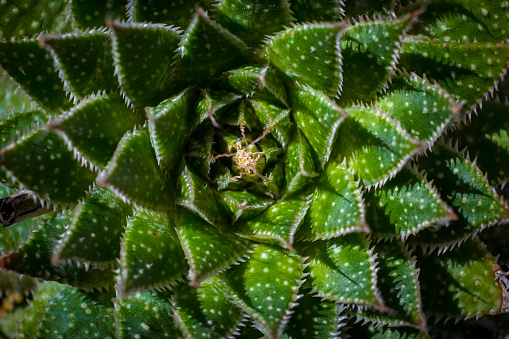 Directly above shot of Lace Aloe or Aristaloe aristata, abstract plant shot with green circular and rosette pattern