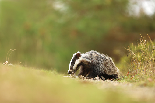 European badger, Meles meles, eat something on summer meadow. Cute wild animal in summer afternoon. Wildlife scene from nature