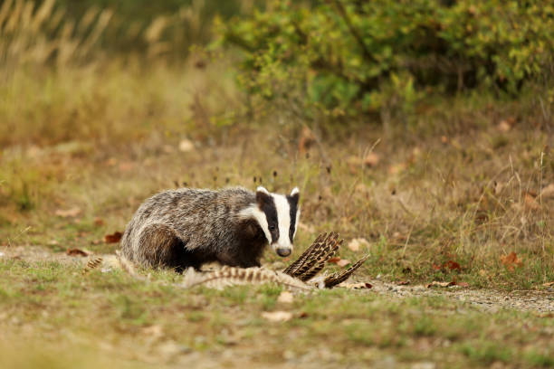 European badger, Meles meles, eat something on summer meadow. Cute wild animal in summer afternoon. Wildlife scene from nature