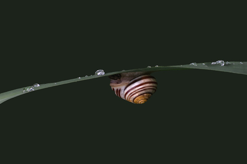 A striped snail on a blade of grass with drops of water on a matt dark green background