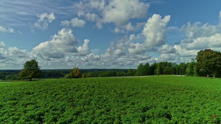 Crops growing in iconic countryside landscape, aerial drone low angle view